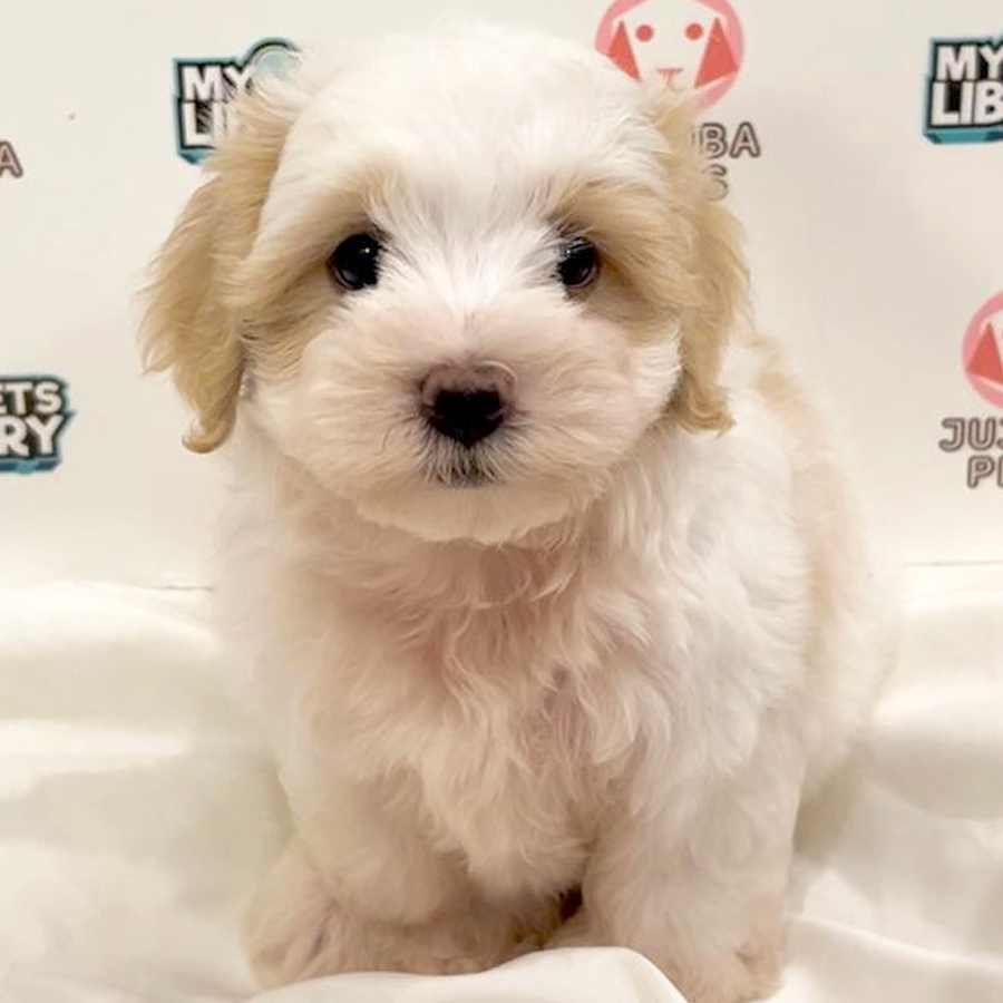 Maltipoo Puppy