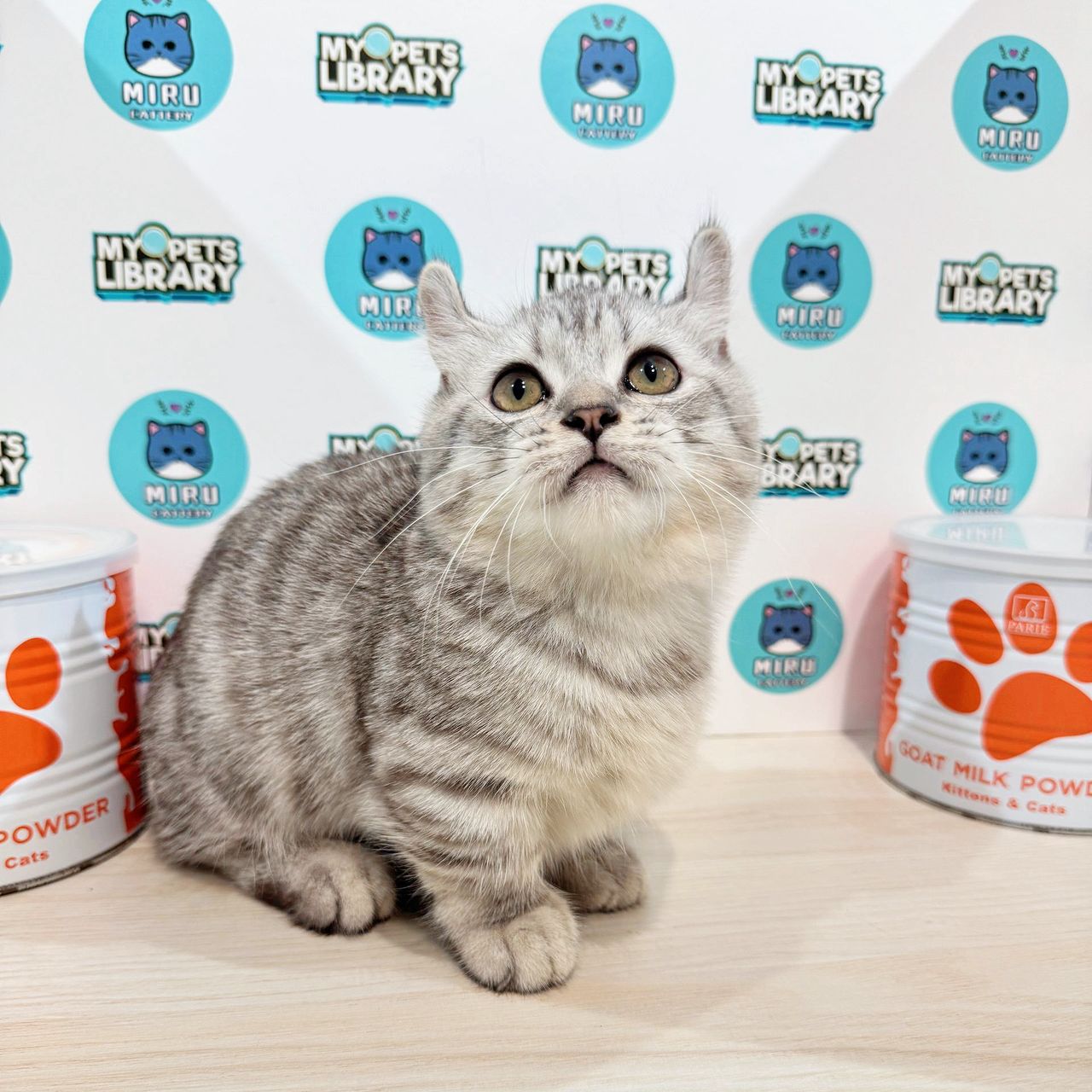 Super Short Munchkin Kinkalow Kitten