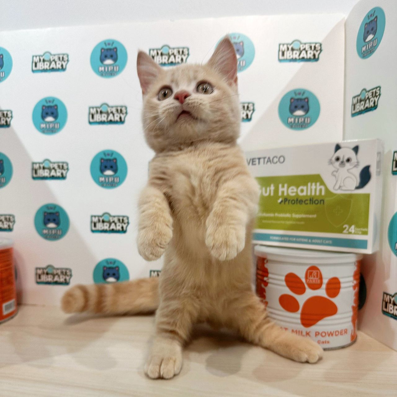 Super Short Munchkin British Shorthair Kitten