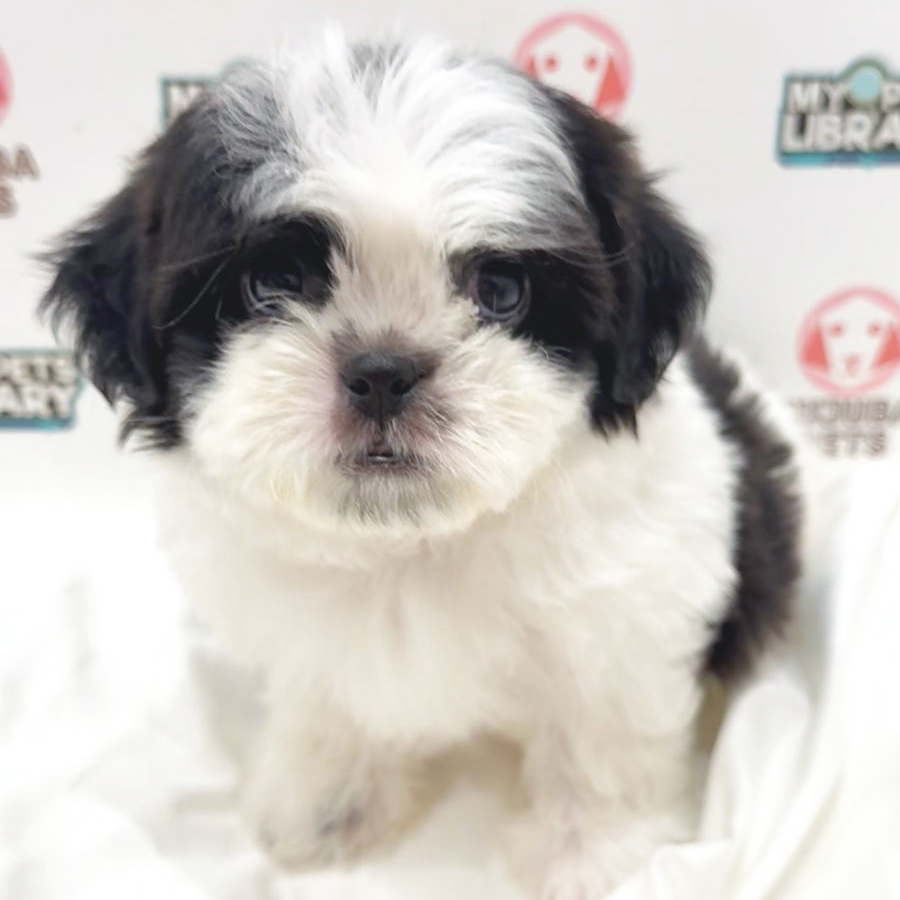Shih Tzu Puppy