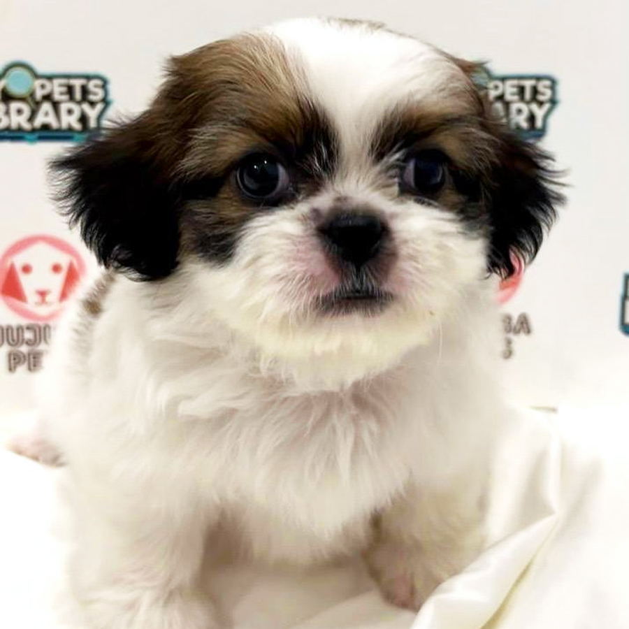 Shih Tzu Puppy