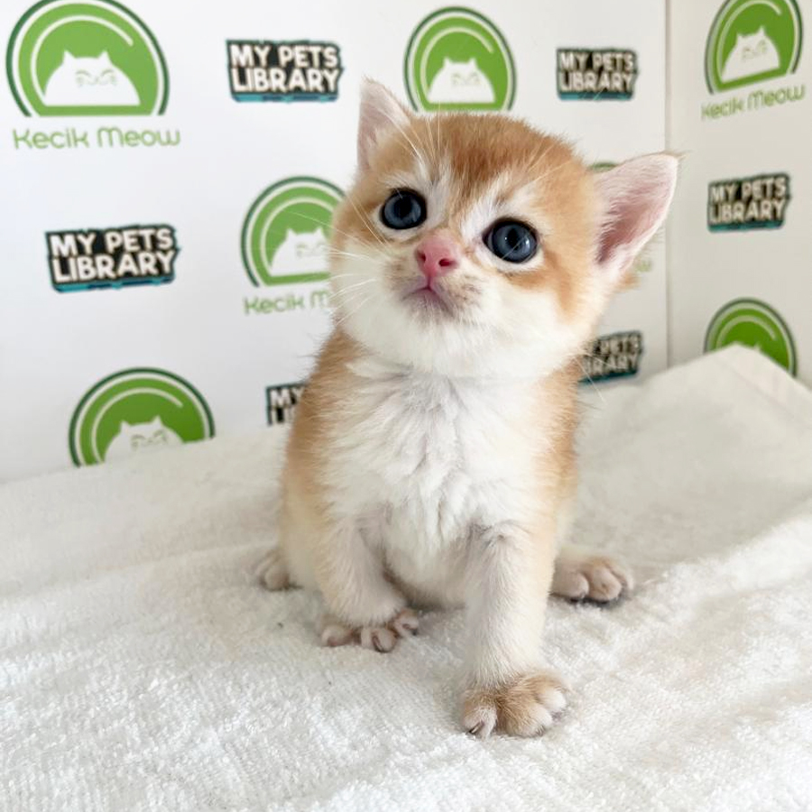 British Shorthair Kitten