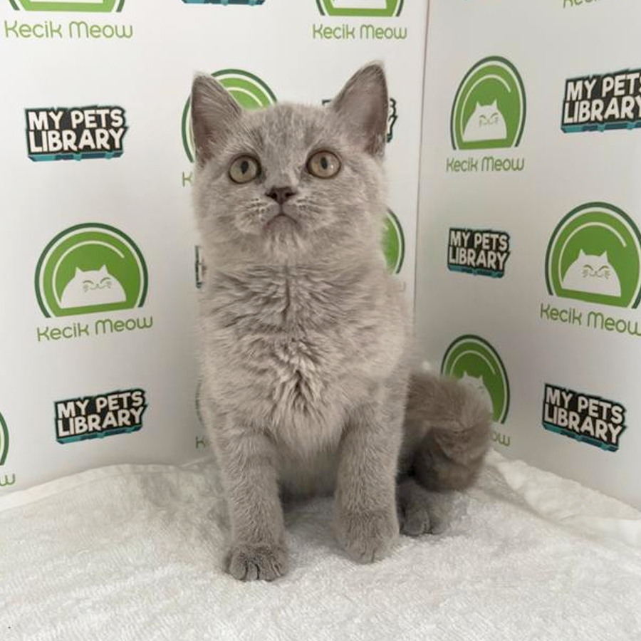 British Shorthair Kitten