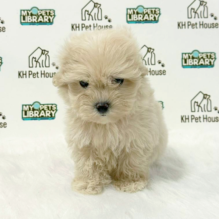Maltipoo Puppy
