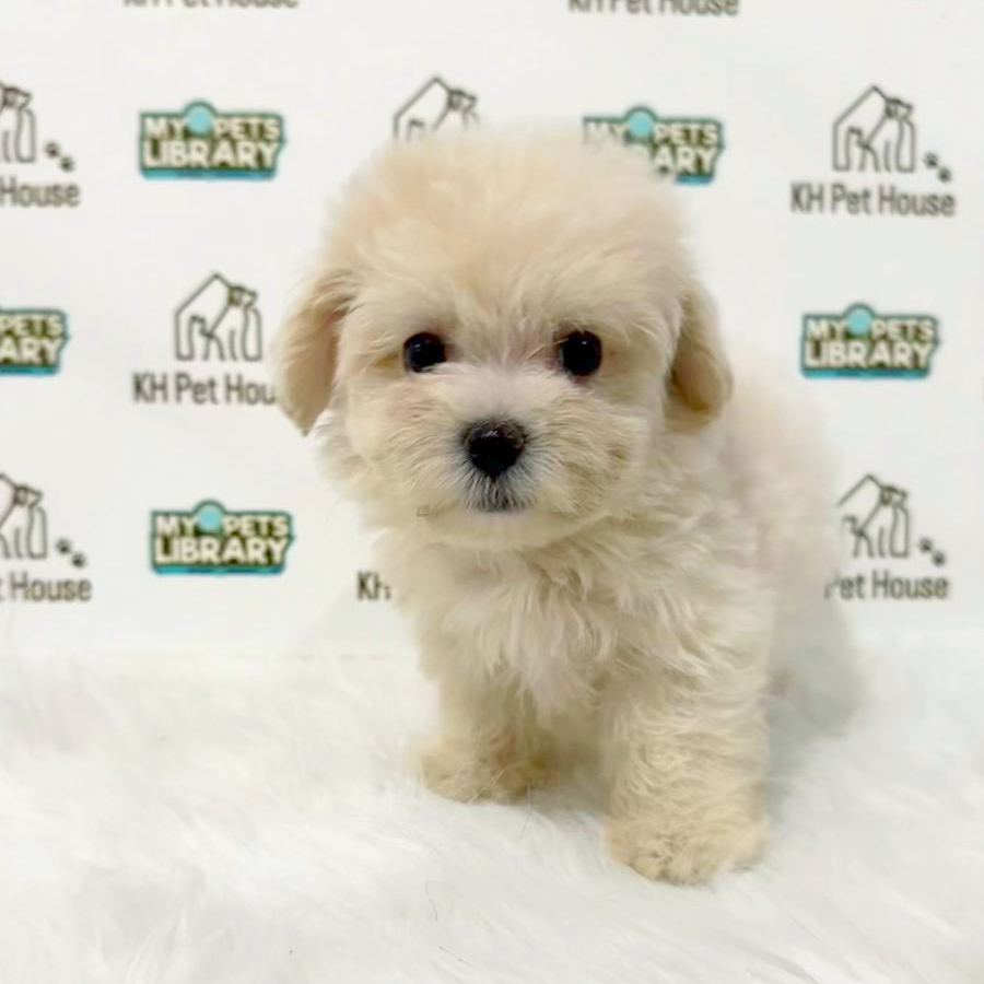 Maltipoo Puppy