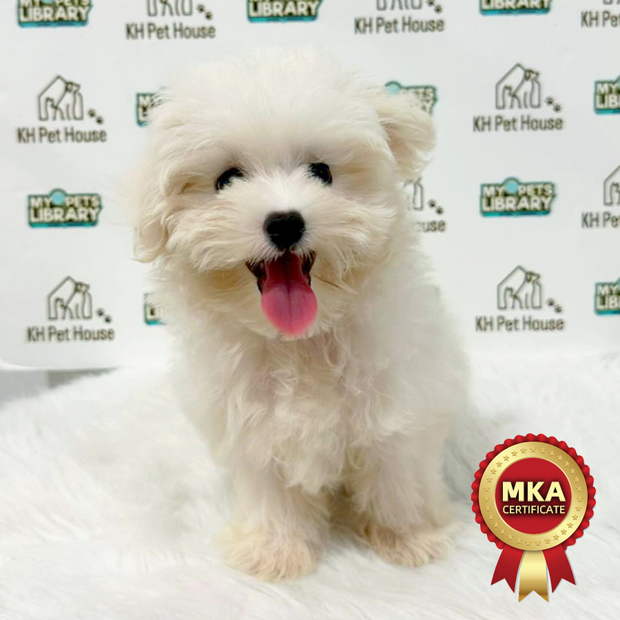 MKA Maltese Puppy