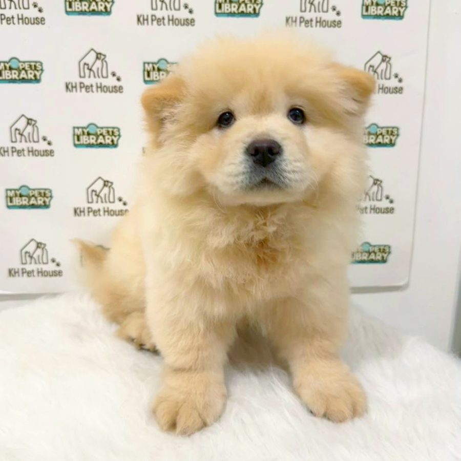 Chow Chow Puppy