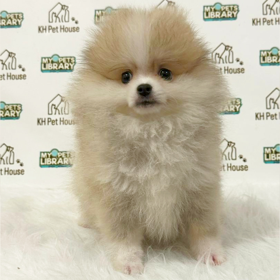 Pomeranian Puppy