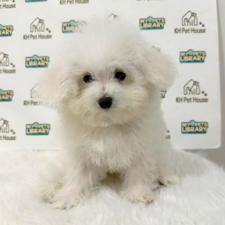 Bichon Frise Puppy