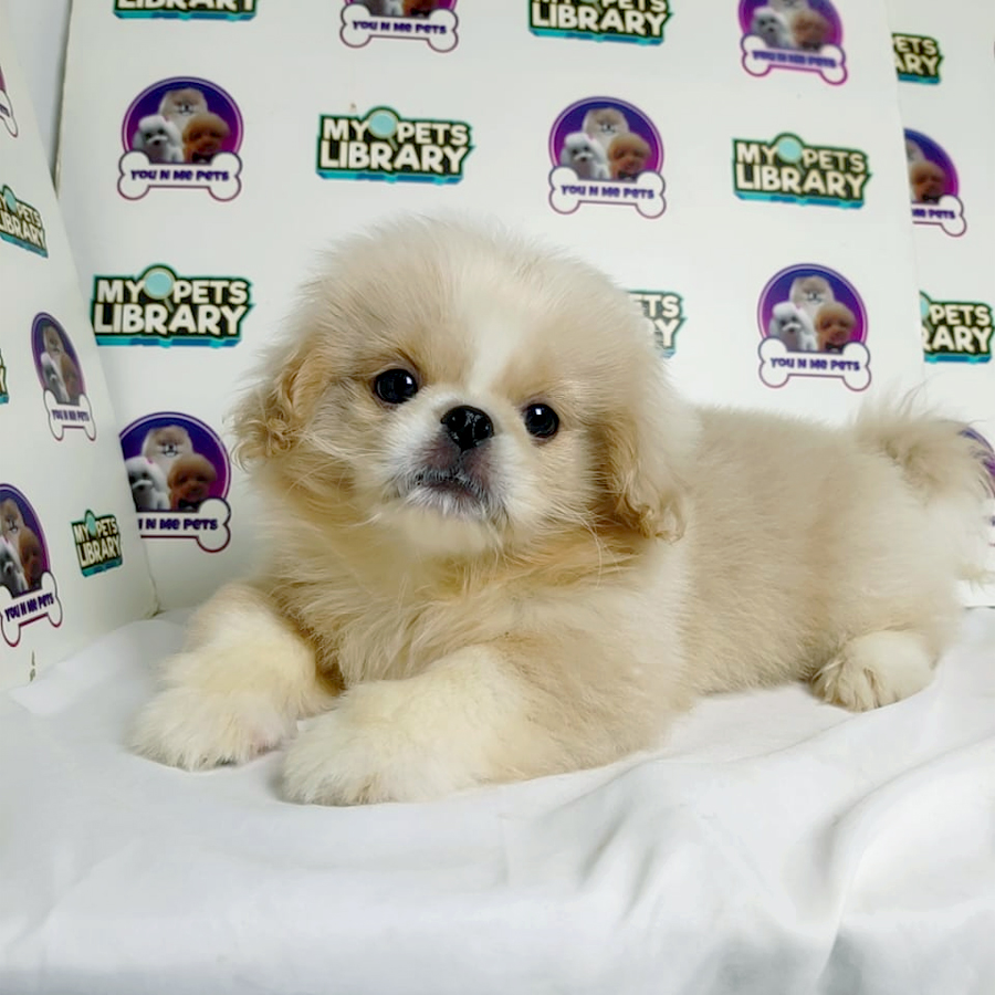 Tiny Pekingese Puppy