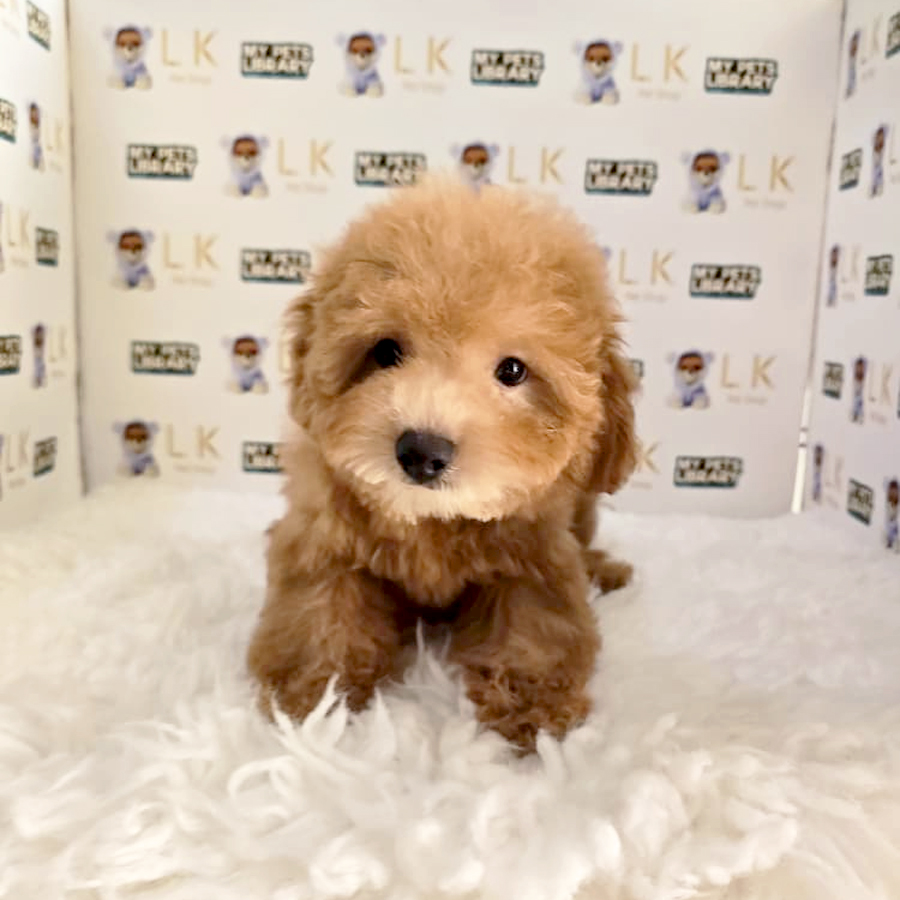 Maltipoo Puppy