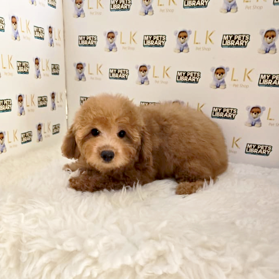 Maltipoo Puppy