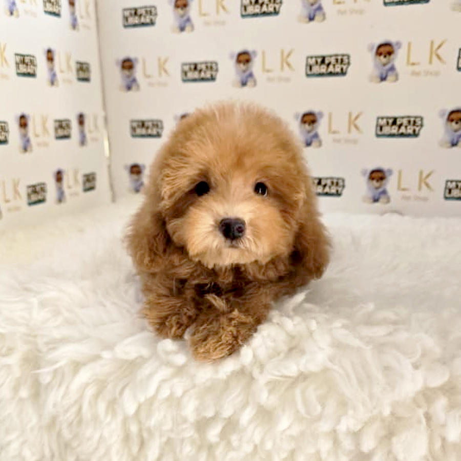 Maltipoo Puppy