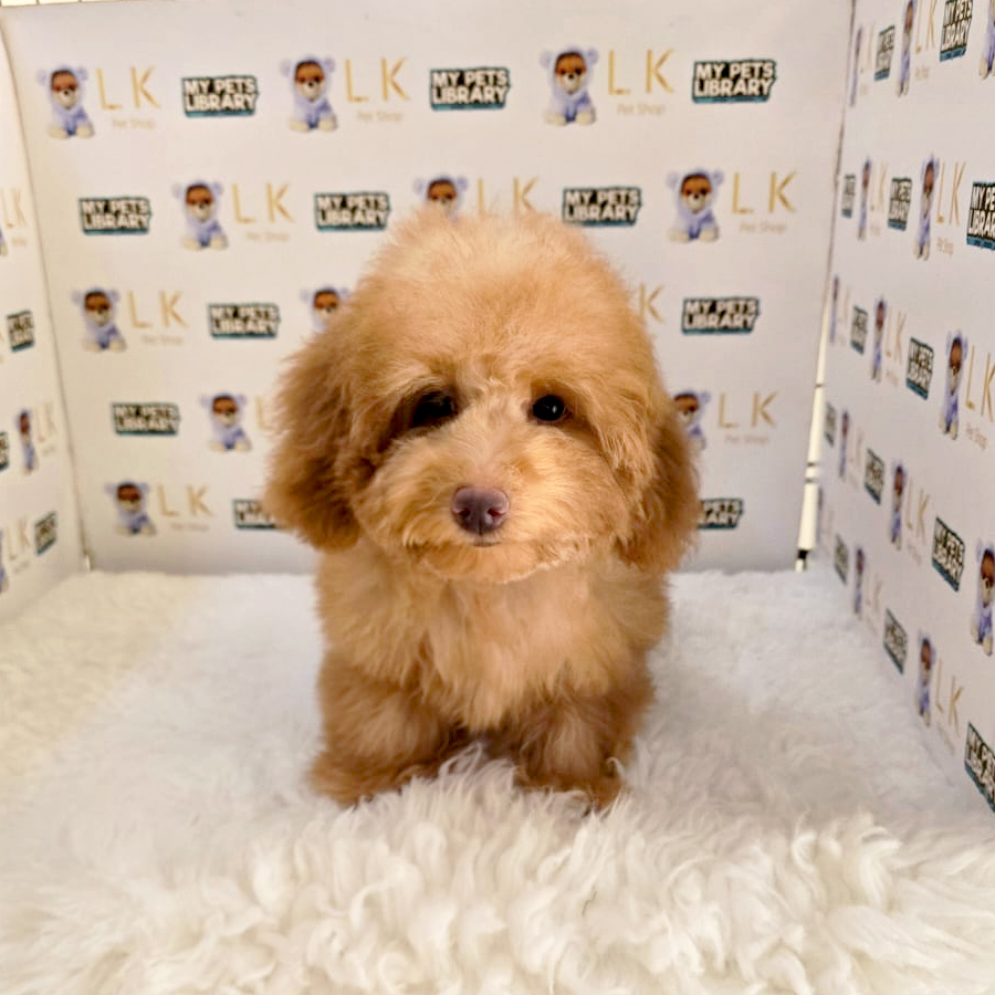 Maltipoo Puppy