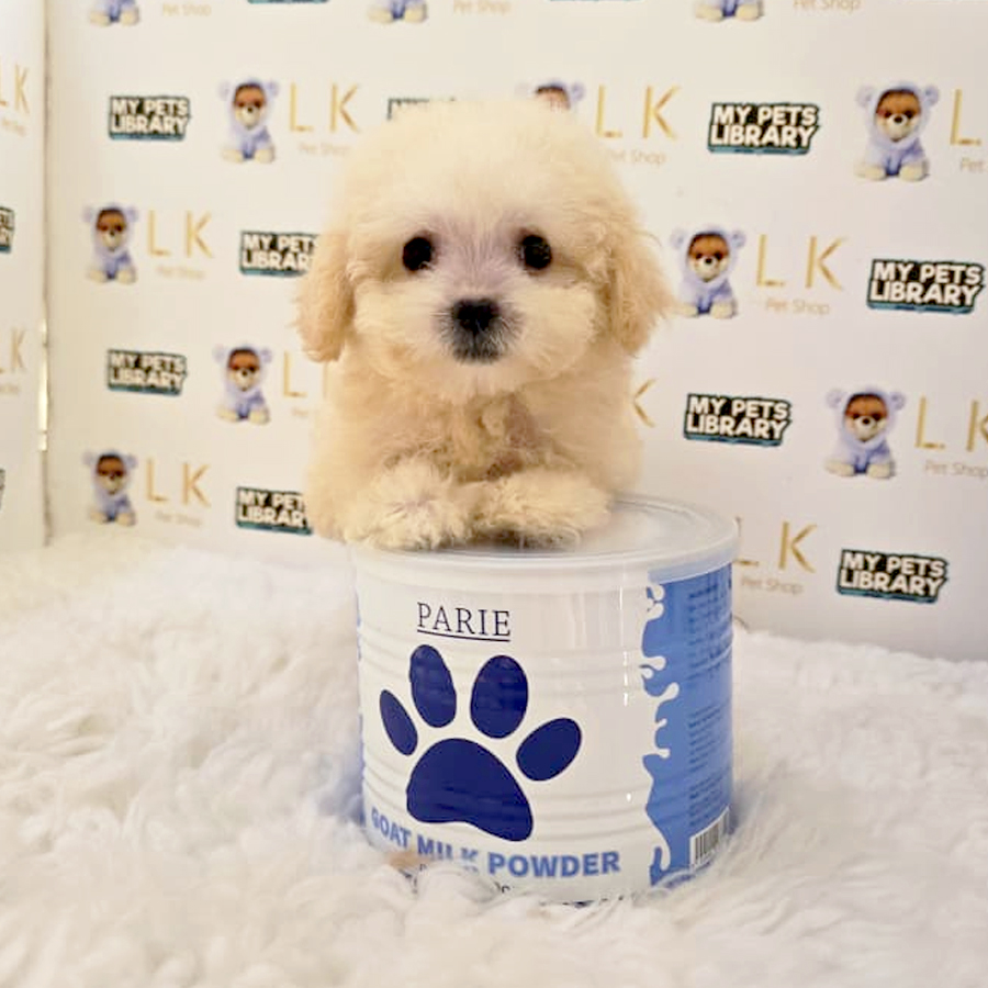 Teacup Maltipoo Puppy