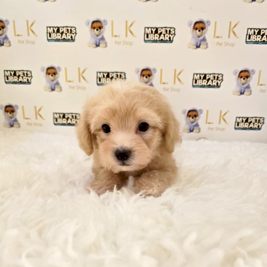 Tiny Maltipoo Puppy