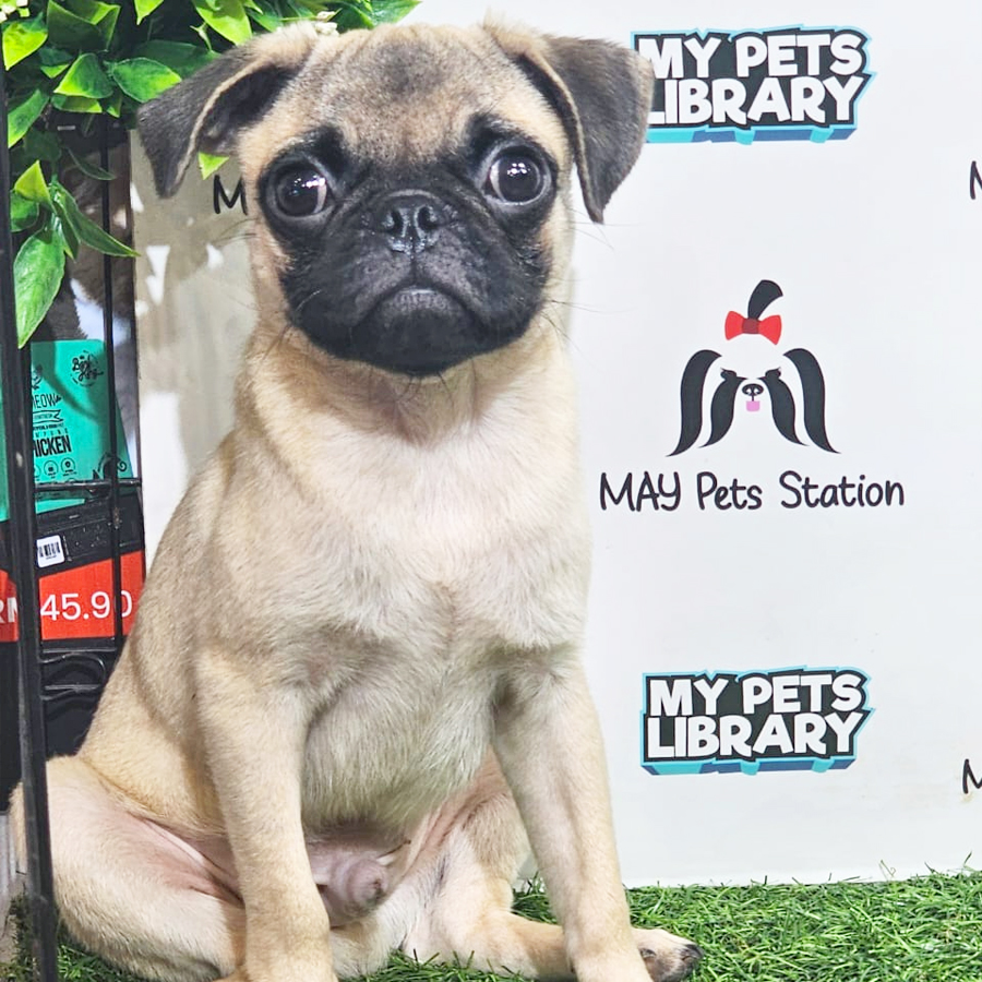 Pug Puppy