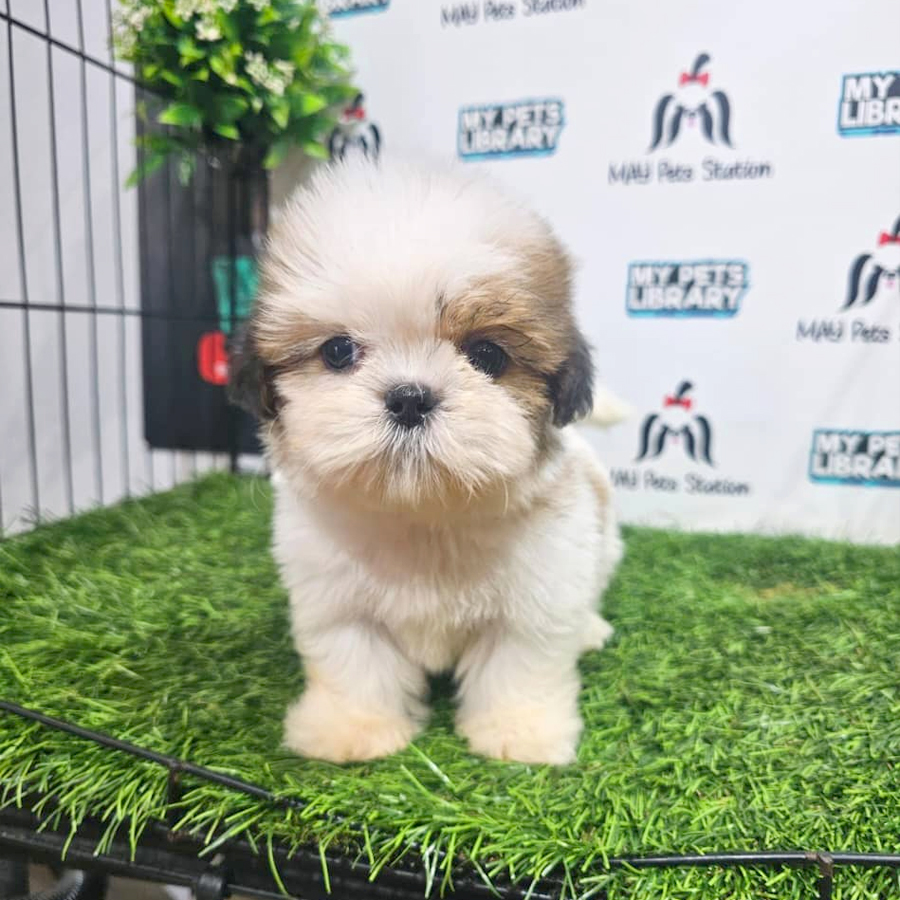 Shih Tzu Puppy
