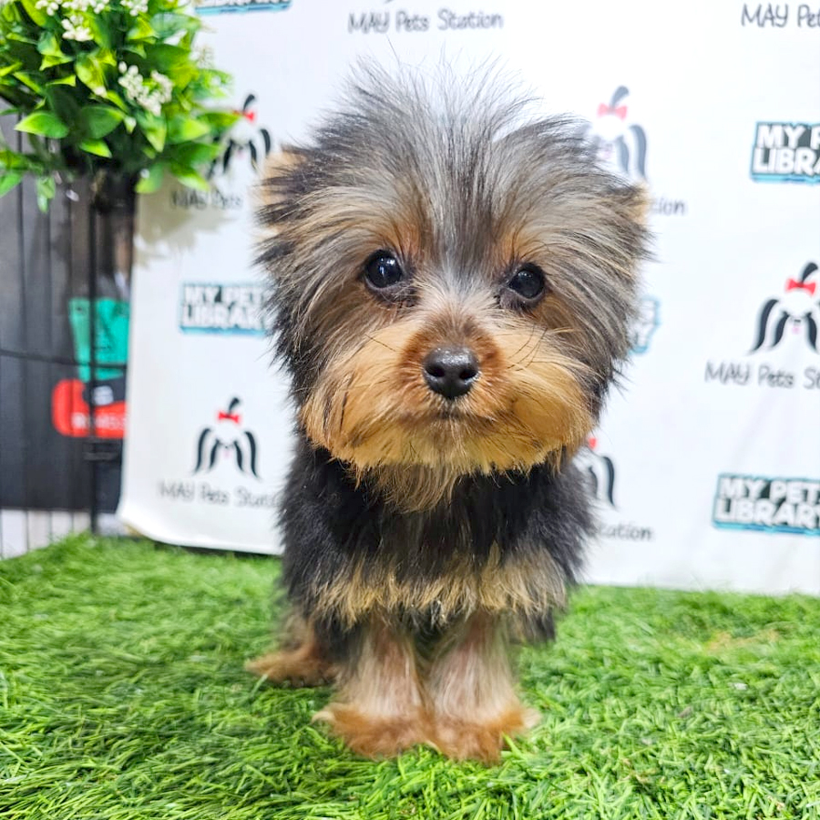 Yorkshire Terrier Puppy