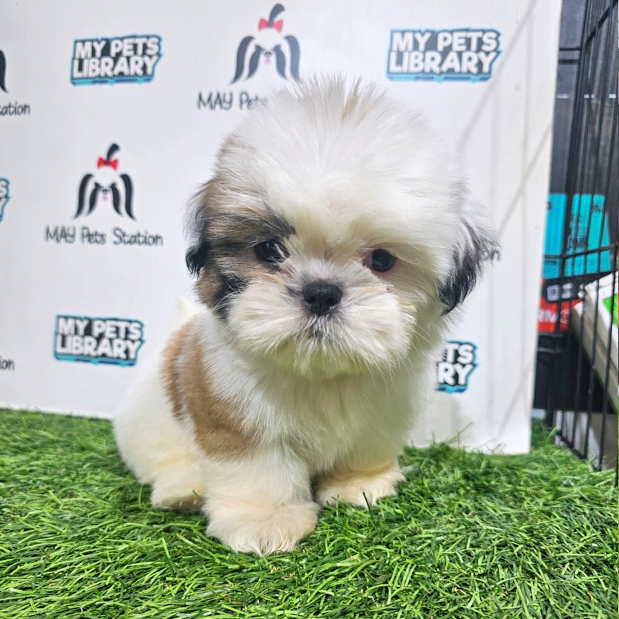 Shih Tzu Puppy