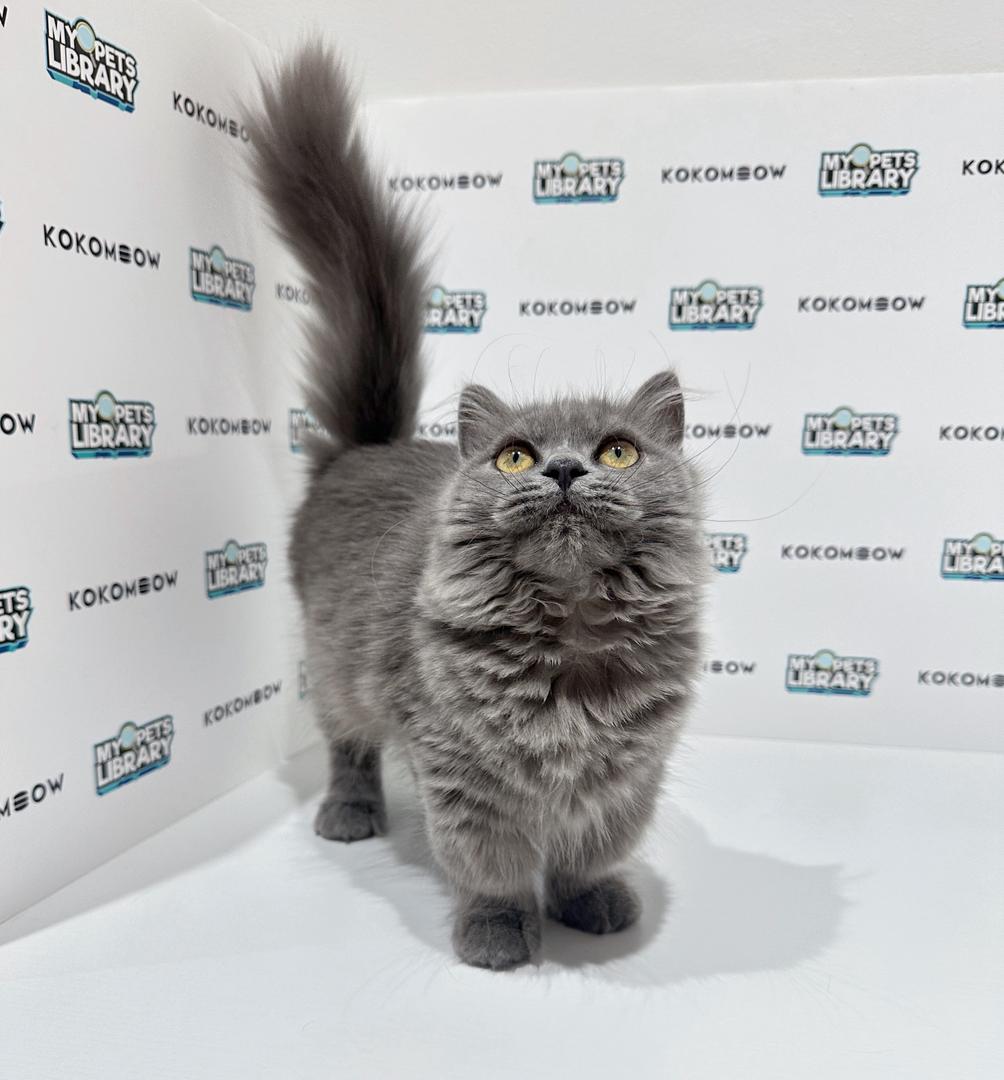 Short Leg Munchkin Longhair Kitten