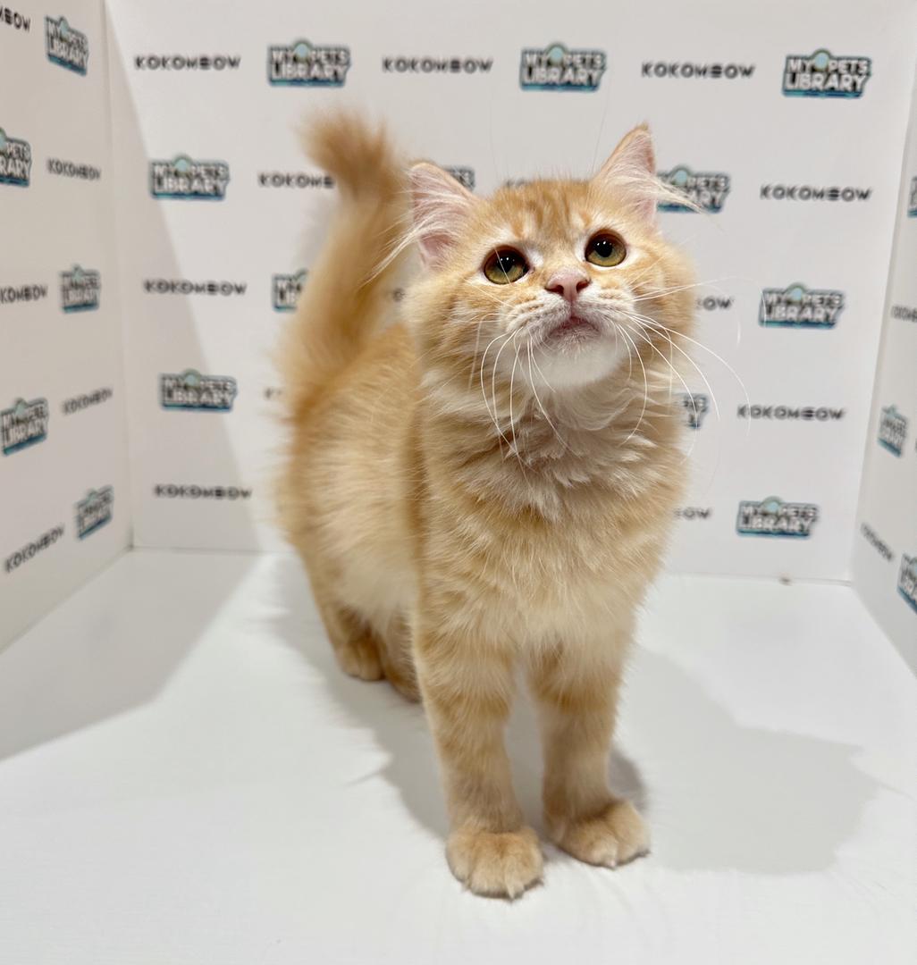 Scottishstraight Kitten