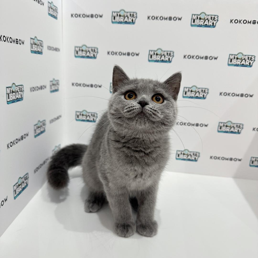 British Shorthair Kitten