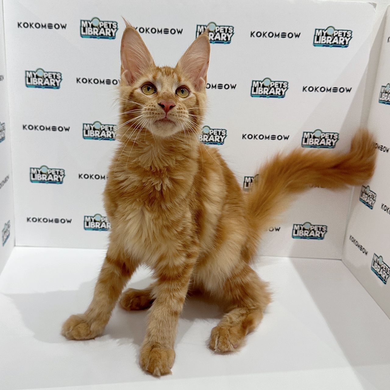 Maine Coon Kitten