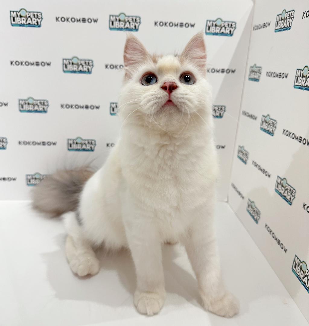 Turkish Angora Persian Kitten