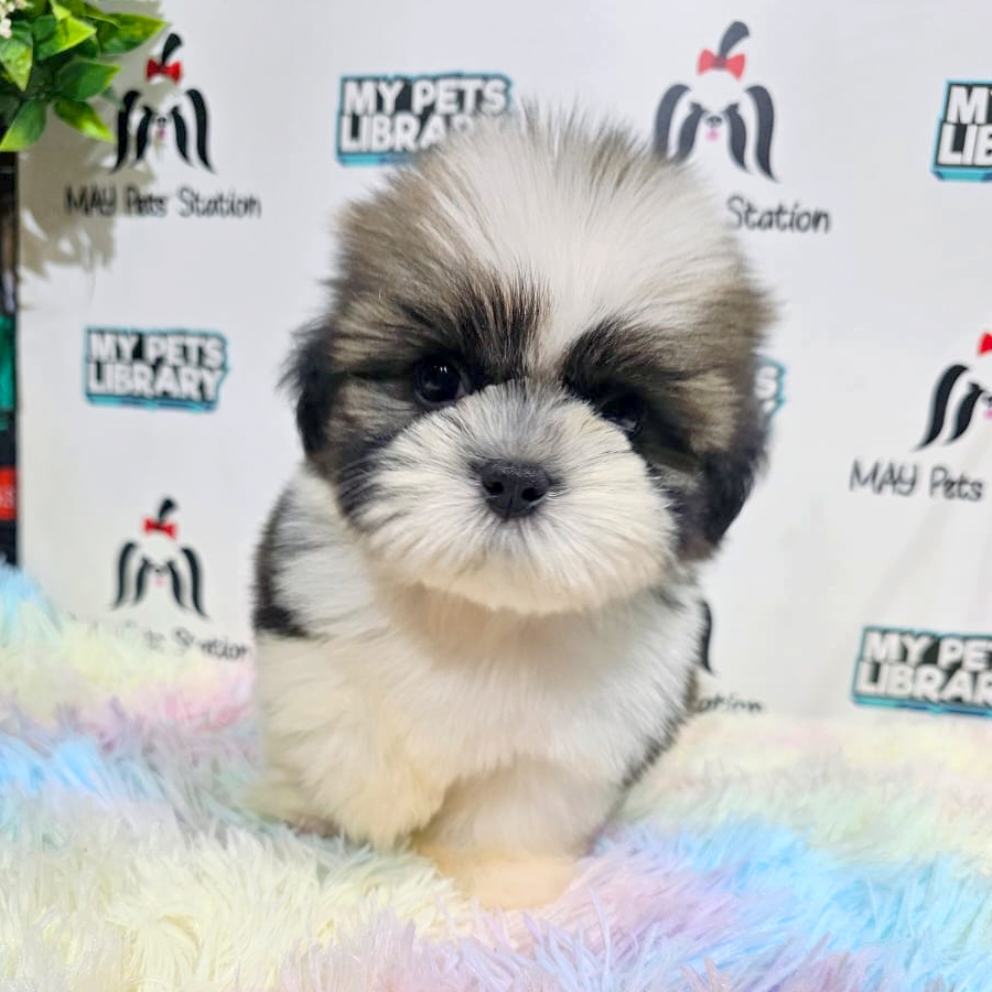 Shih Tzu Puppy