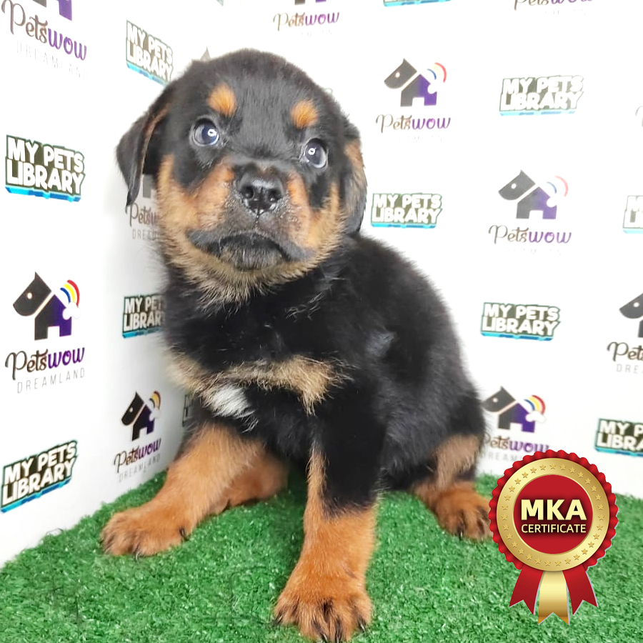Rottweiler Puppy