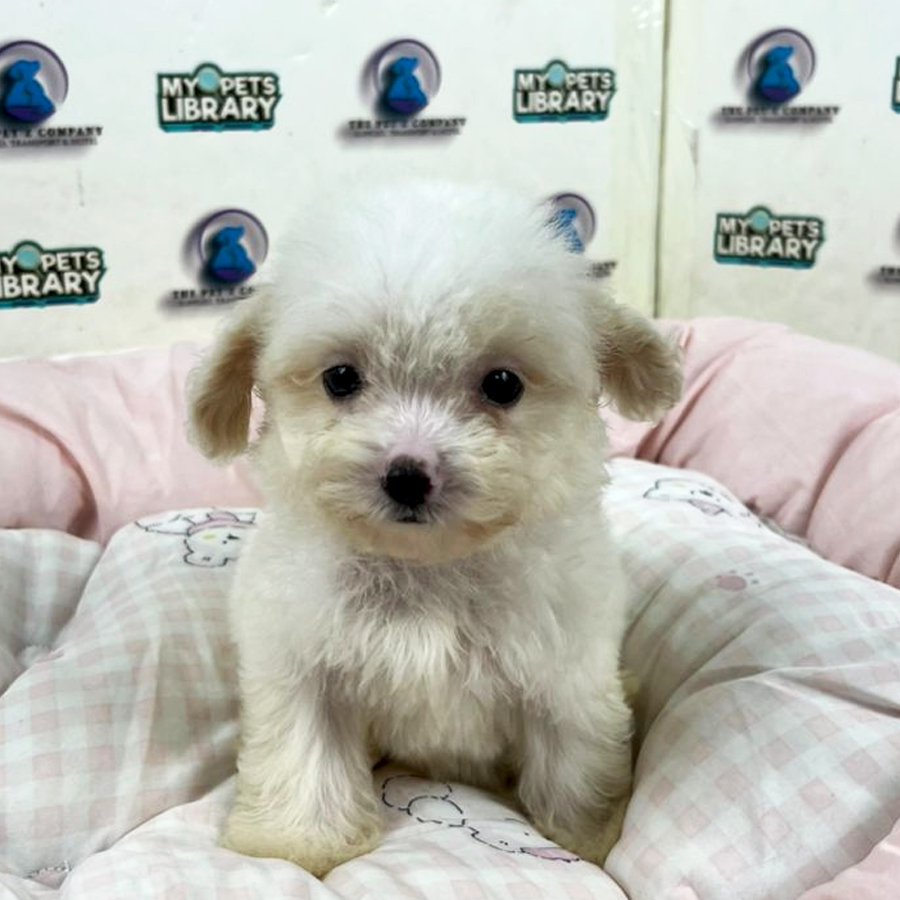 Maltipoo Puppy