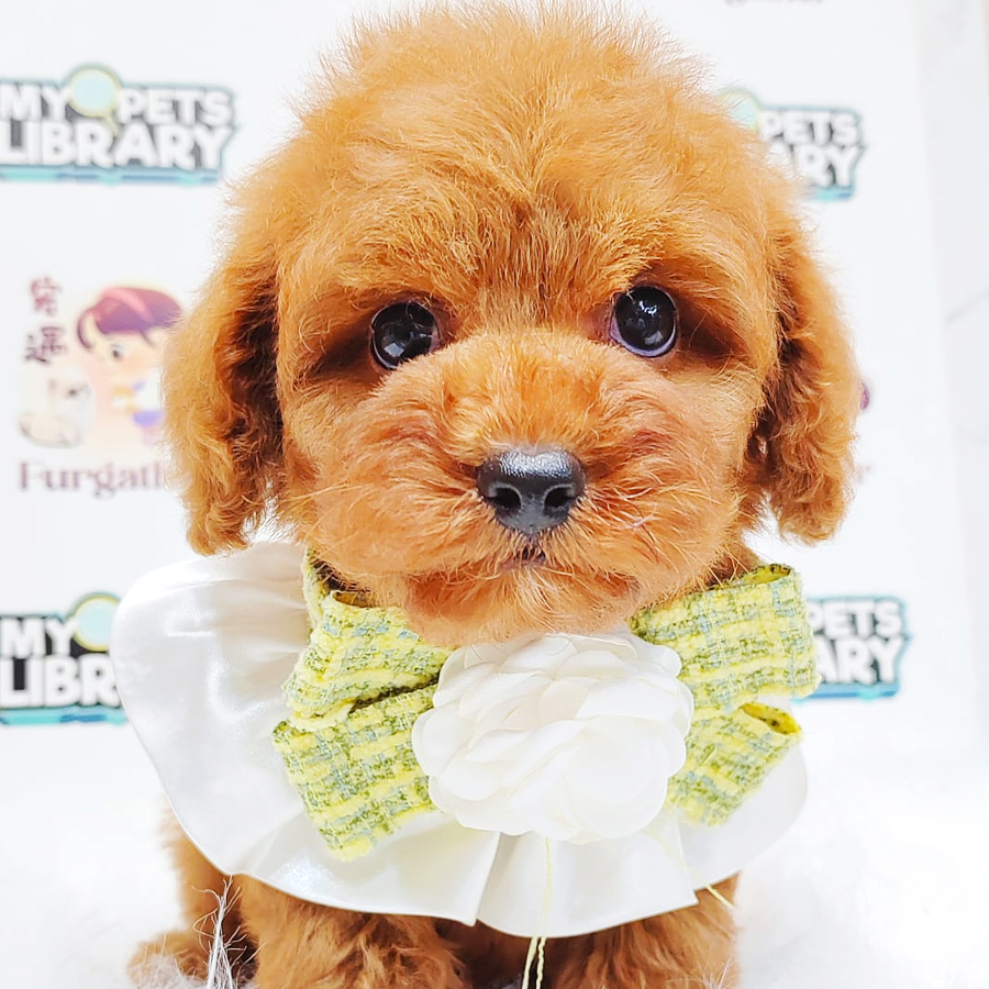 Poodle Puppy