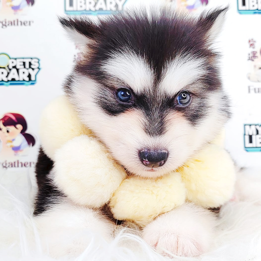 Wooly Malamute Puppy