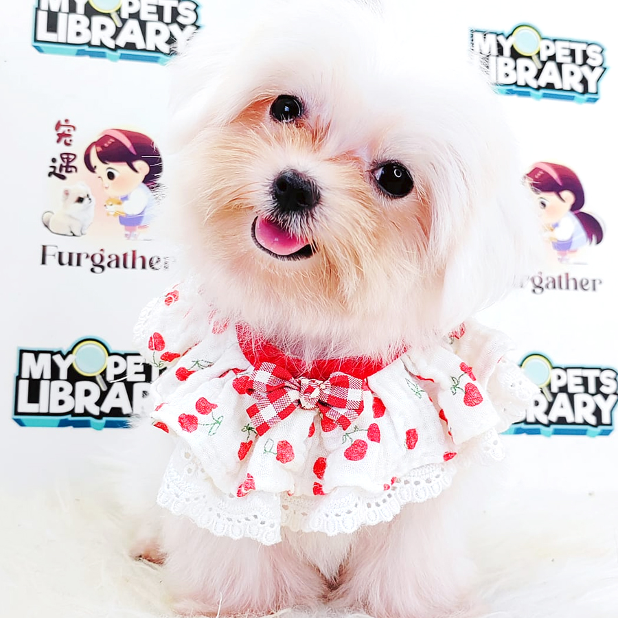 Maltese Puppy