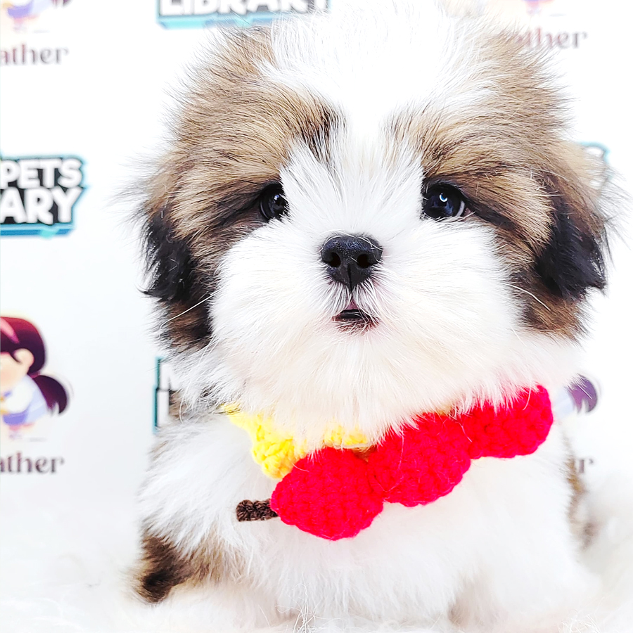 Shih Tzu Puppy