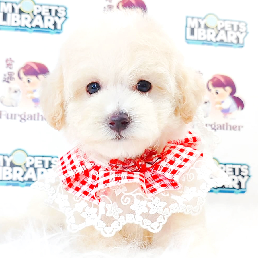 Maltipoo Puppy
