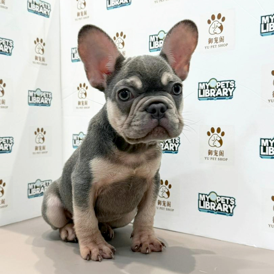 French Bulldog Puppy