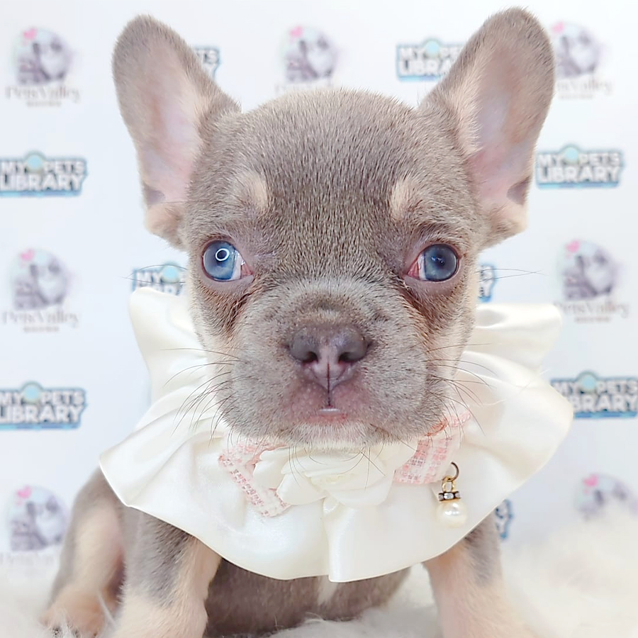 French Bulldog Puppy