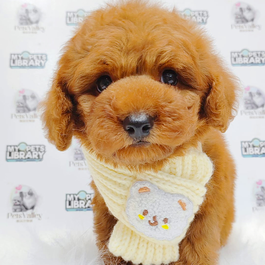Toy Poodle Puppy