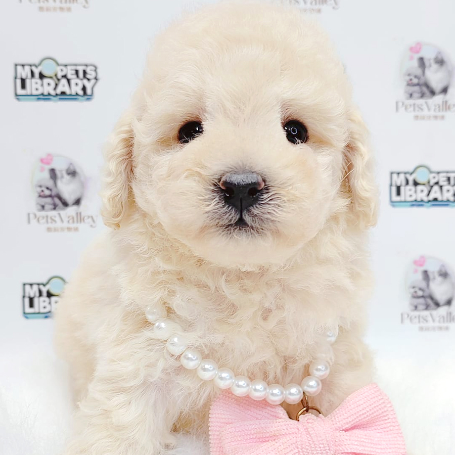 Maltipoo Puppy