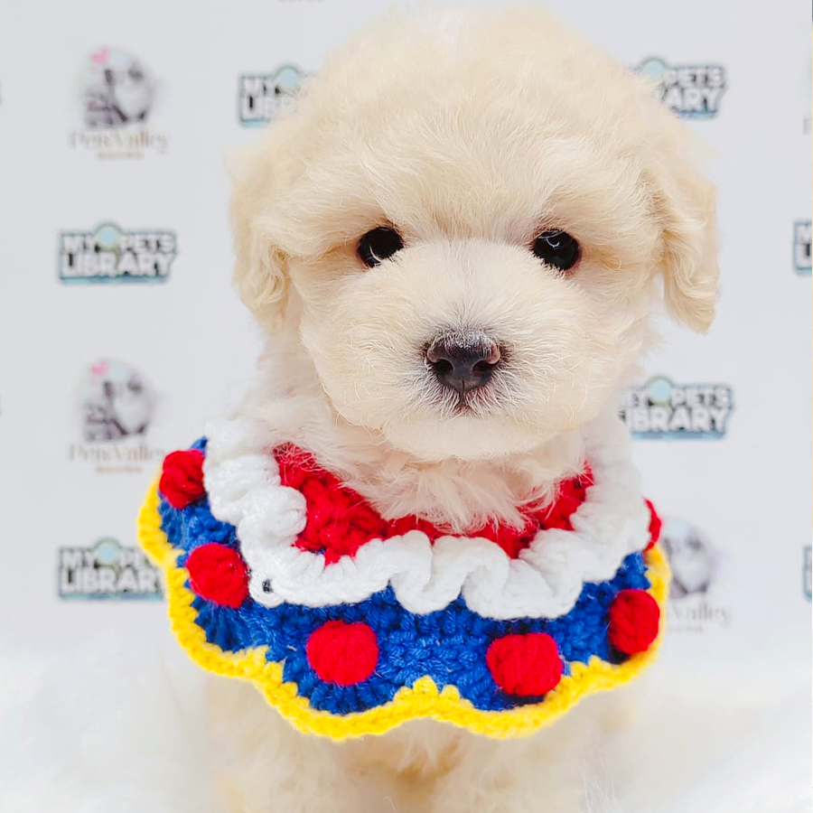 Maltipoo Puppy