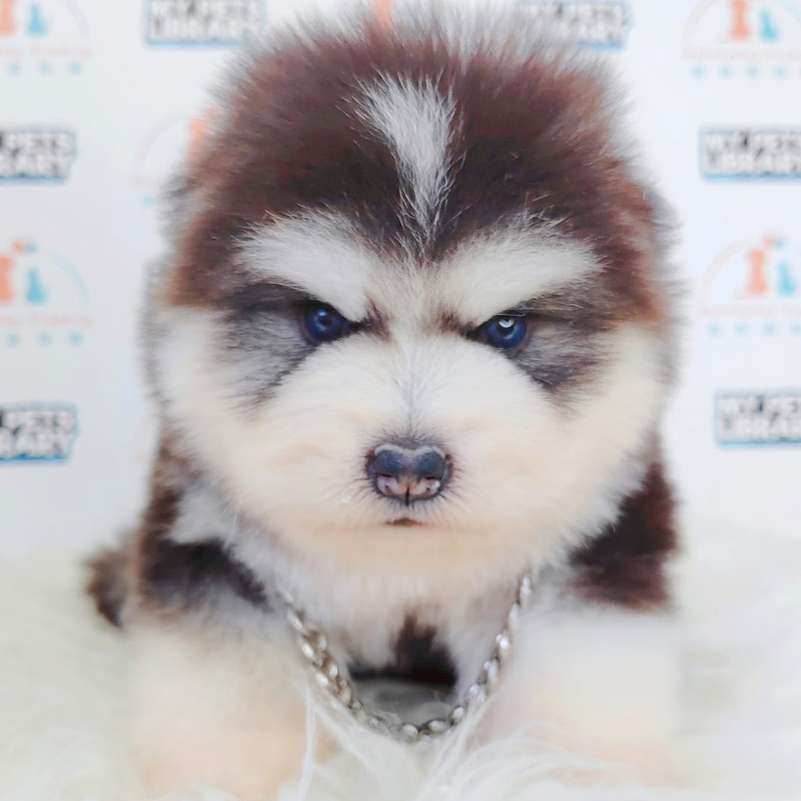 Wooly Alaskan Puppy