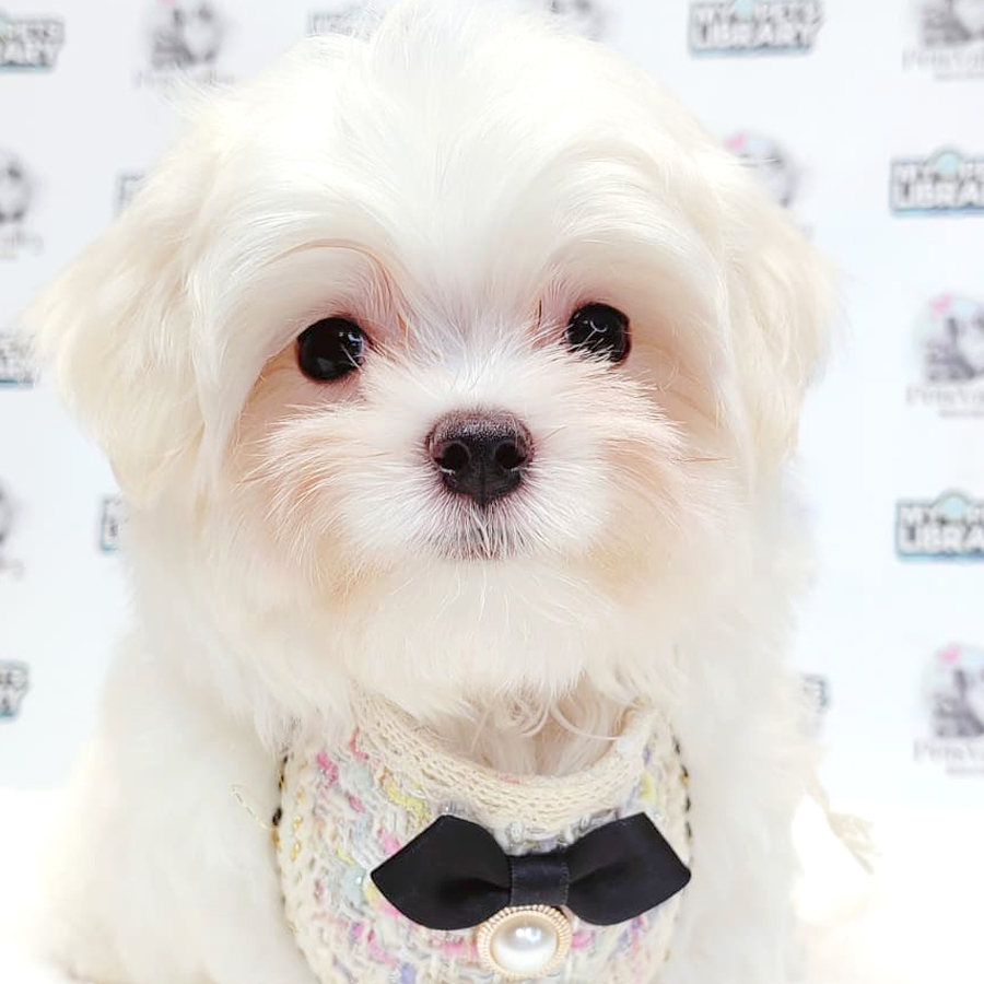 Maltese Puppy