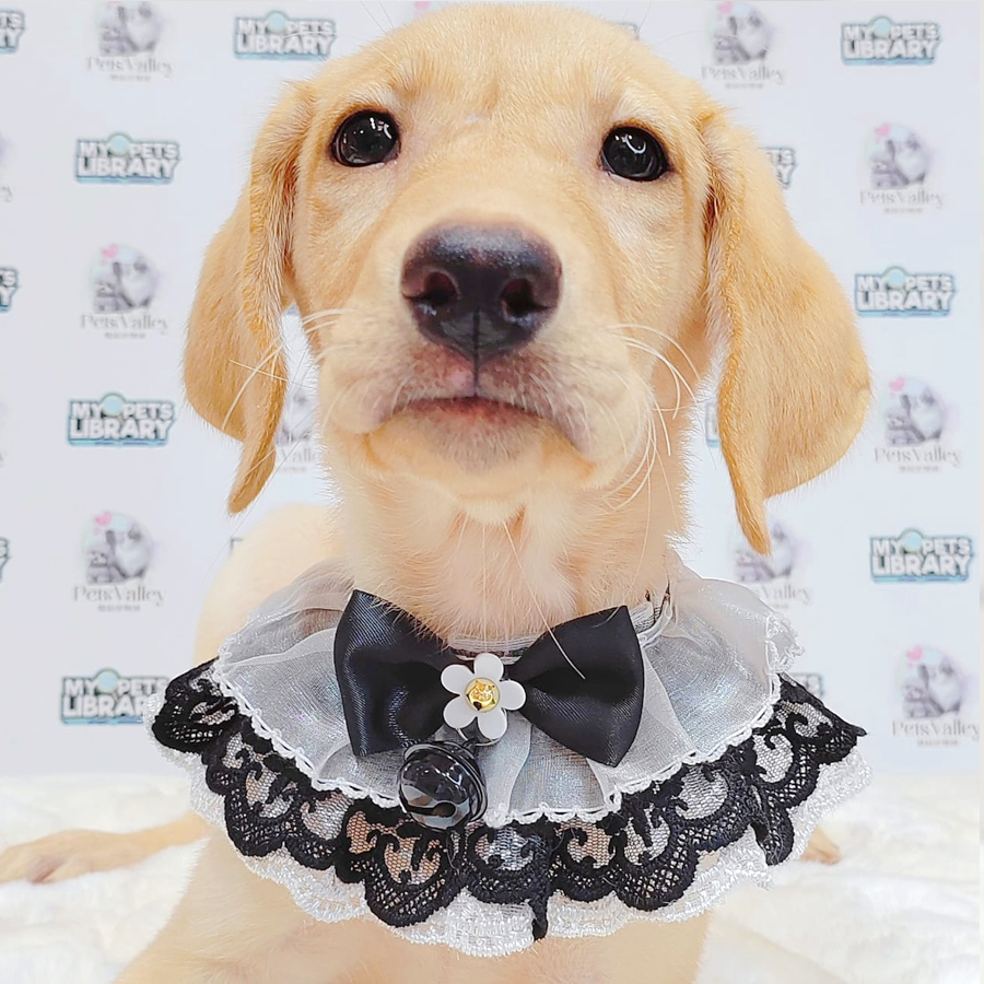 Labrador Retriever Puppy