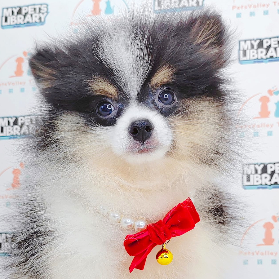 Pomeranian Puppy