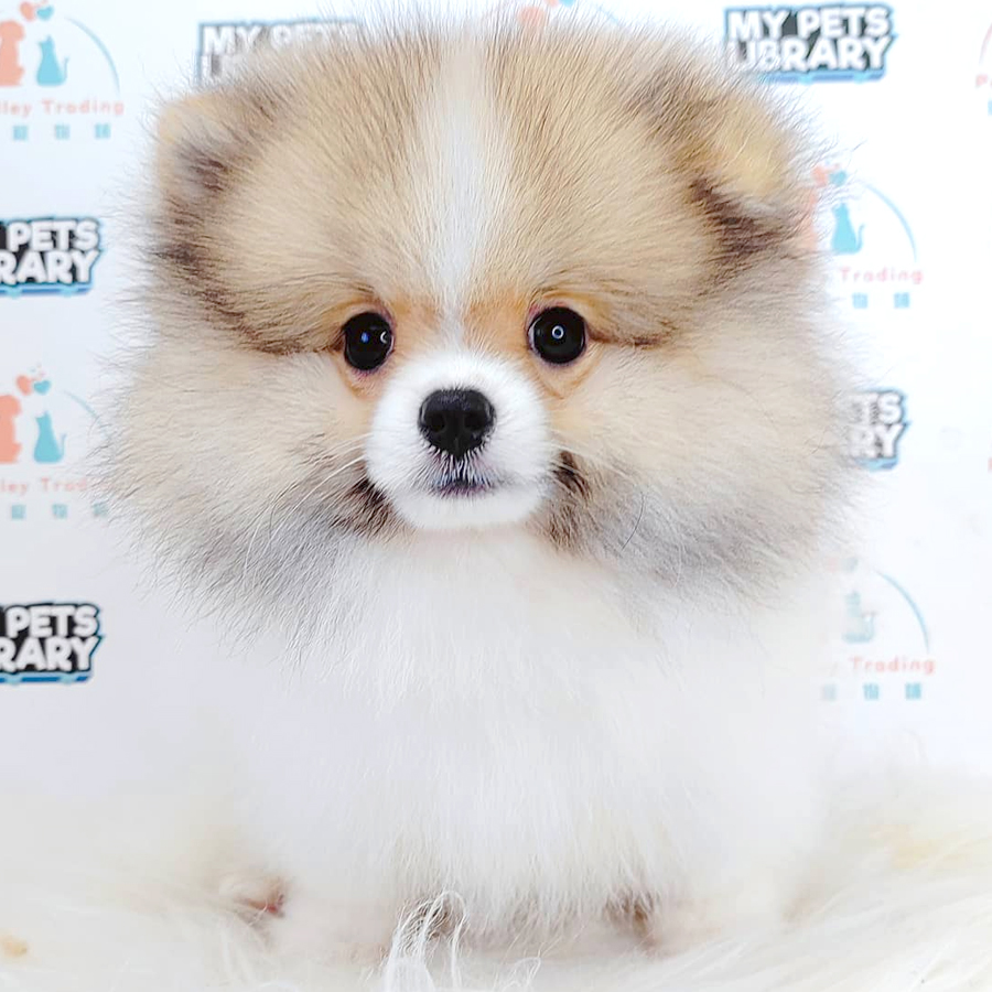 Pomeranian Puppy
