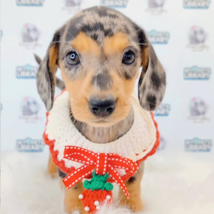 Dachshund Puppy