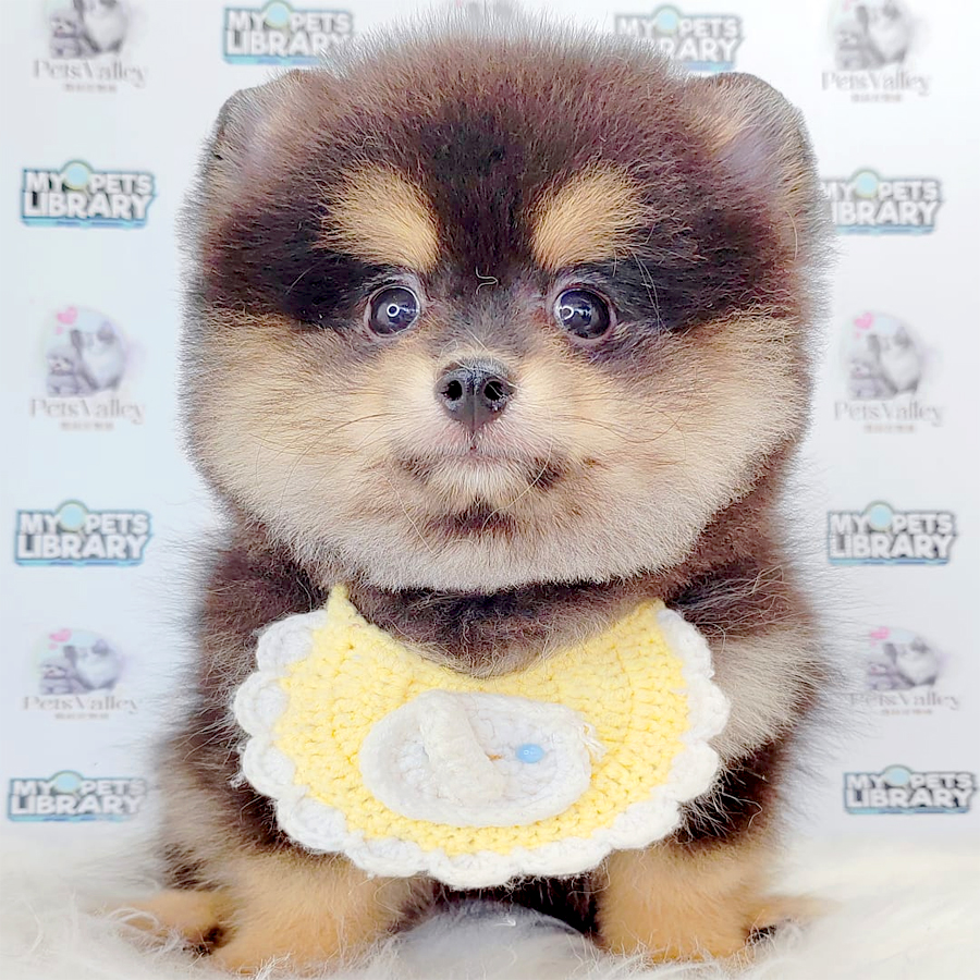 Pomeranian Puppy