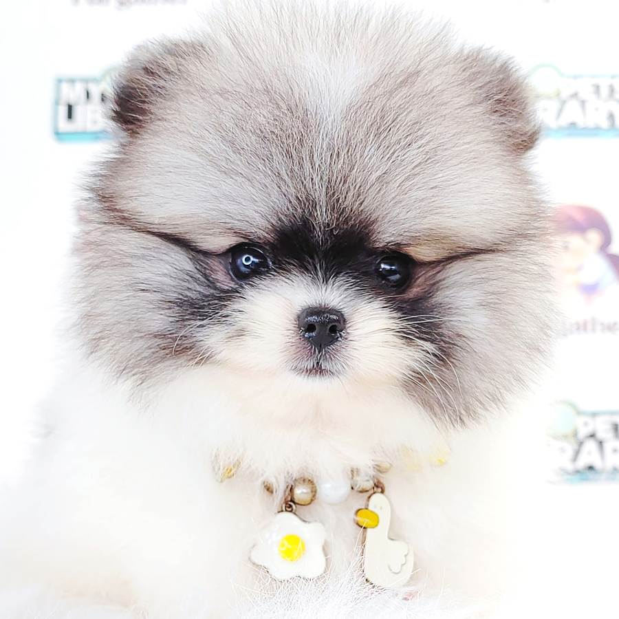 Tiny Pomeranian Puppy